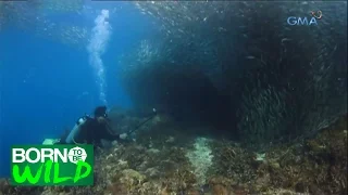 Born to be Wild: Witnessing a Sardine School in Bohol