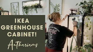 Anthurium Ikea Greenhouse Cabinet Set Up | Rearranging Houseplants into an Empty Greenhouse Cabinet