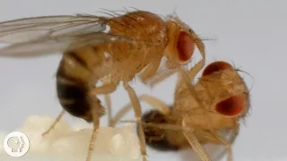 These Fighting Fruit Flies Are Superheroes of Brain Science | Deep Look