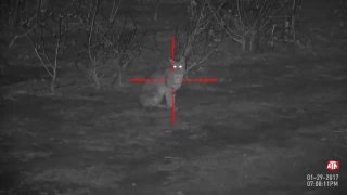 Bobcat Hunting at night from 60yds | First Hunt with ATN X-SIGHT II HD 3-14x