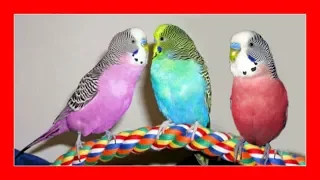 🐦 Types of budgies 🐦 Differences between English and Australian parakeet