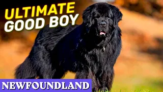 Newfoundland - The Ultimate Good Boy Among All Dog Breeds | Characteristics