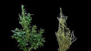 Box Tree Moth (Cydalima perspectalis) eating Timelapse