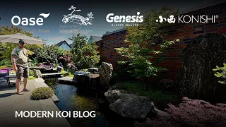 Modern Koi Blog #6069 - Sebastians superschön angelegter Koiteich mit riesiger Flachwasserzone