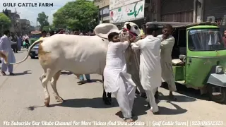 PRINCE2🔥🔥||Unloading Video||Athra Dand||Geo Wacha||king Of Bulls||Masha Allah|Home qurbani|Ch Atta