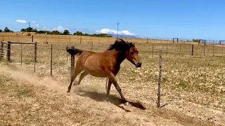 Windy morning with the mares