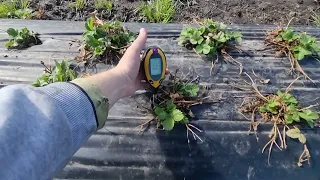 Измерение кислотности (pH) почвы