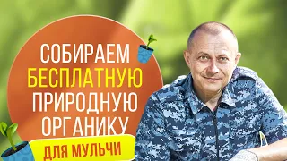 Собираем бесплатную природную органику для мульчи