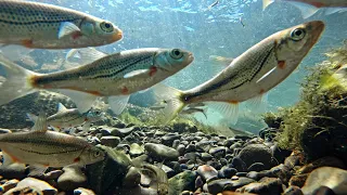 European freshwater fish – Austrian river Pielach