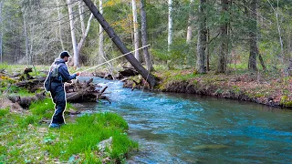 Fly Fishing for Small Stream Brown Trout! (Euro Nymphing)