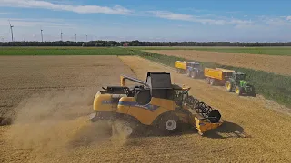 Harvesting wheat with New Holland CX 6.80 combine harvester - 6 mtr header and straw chopper - 4K