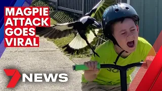 Australian boy's magpie attack caught on camera | 7NEWS