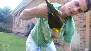 Best talking rainbow lorikeet buddy boy