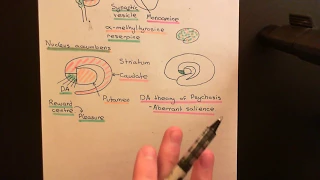 Amphetamine and Methamphetamine Part 4