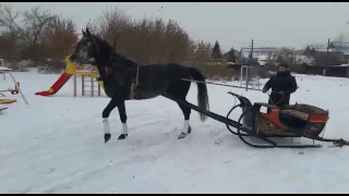 Продам орловского рысака и кошеву 89124776158