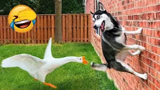 If You Laugh You Will Loose  | Funniest Animal Videos😂   Part39          #funny #animals #comedy