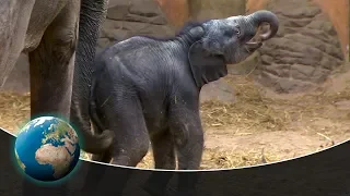 Cute & curious little fur friends - Thick-skinned offspring in the elephant house