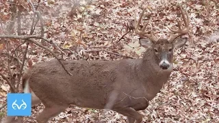 Rattled Right To The Tree | Giant Iowa Buck | Monster Buck Mondays