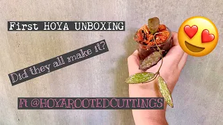 Wishlist HOYA UNBOXING | how many survivors? 😆 | HAPPY PLANT MAIL