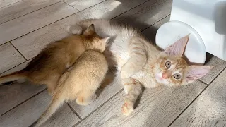 MALE CAT BECAME A MOTHER TO THE SAND KITTENS / Serval bites and licking sand cats