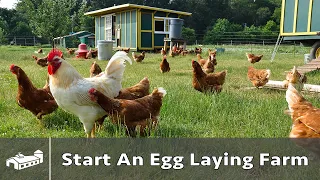 How to Start A Pastured Poultry Egg Farm - AMA S8:E1