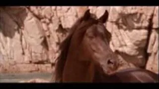 The Black Stallion - Main Theme -  Carmine Coppola