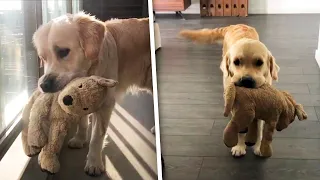 Golden Retriever and Stuffed Animal Bestie Are the Cutest