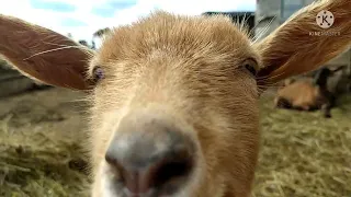 Обрезка копыт у коз и весенние хлопоты