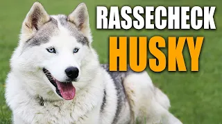 Alaskan Malamut & Siberian Husky Rassecheck - Rasseportrait, Rassebeschreibung, Informationen