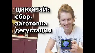 ЦИКОРИЙ: СБОР, ЗАГОТОВКА, ДЕГУСТАЦИЯ