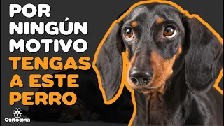 DACHSHUND: 7 RAZONES PARA NO TENERLO