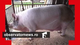 Câte kilograme are cel mai mare porc din România. Jardel valorează 20.000 de lei