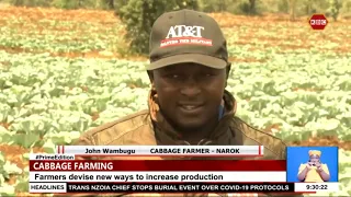 A farmer in Narok incorporates irrigation to ensure cabbage production throughout the year