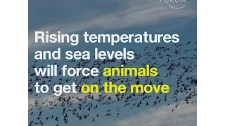 Rising temperatures and sea levels will force animals to get on the move