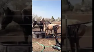 Horse Got Electric Shock _ Funny Animals Electric Shocked #shorts