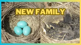 Birth of robin chicks in 2023.Народження пташенят малинівки у 2023 році.