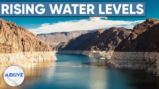 The Real Reason Lake Mead's Water Levels are Rising