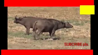 Dangerous lion kill buffalo