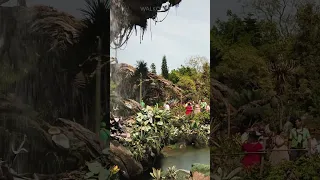 🌿 Pandora at Disney's Animal Kingdom