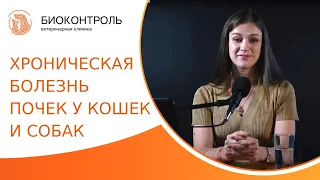 🐈 Болезни почек у питомцев: симптомы, лечение, прогнозы. Хроническая болезнь почек у кошек и собак.