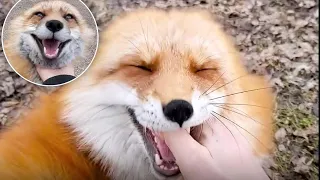 Foxes Laughing Out Loud: This Will Boost your Serotonin Levels