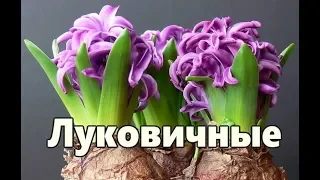 Лучшие ЛУКОВИЧНЫЕ РАСТЕНИЯ для комнатного цветоводства. Фото и названия