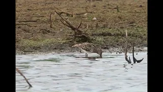 Latham's Snipe feeding in a wetland on a windy day.