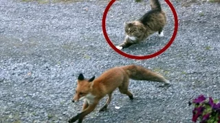 Cat VS Fox and Dog 2017 HD | مصارعة عنيفة بين قط و ثعلب