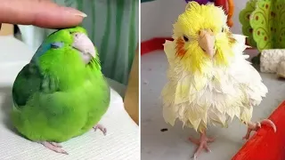 Smart And Funny Parrots Parrot Talking Videos Compilation #3 Super Dogs