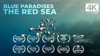 Diving THE RED SEA - Egypt - Underwater Video 4K - BLUE PARADISES (S01)