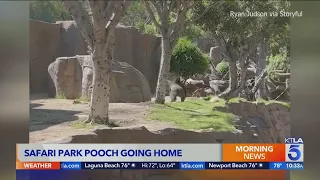 Dog who got into gorilla enclosure at San Diego zoo reunited with owner