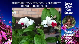 КЛЕРОДЕНДРУМ ТОМПСОНА РЕЗУЛЬТАТ ОБРЕЗКИ И УКОРЕНЕНИЯ 4К