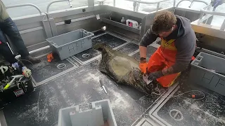 Homer Alaska World class Halibut fishing