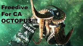 OCTOPUS Catch & Cook: Intro to Freedive-Spearfishing CA Series (Episode #6).